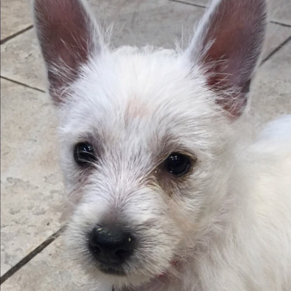 Meet your Posher, Adi Itzhak!